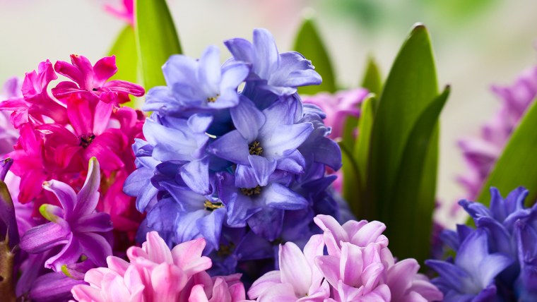 Гиацинт крупным планом