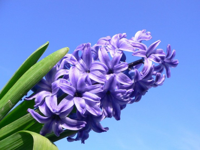 Гиацинт Восточный латынь