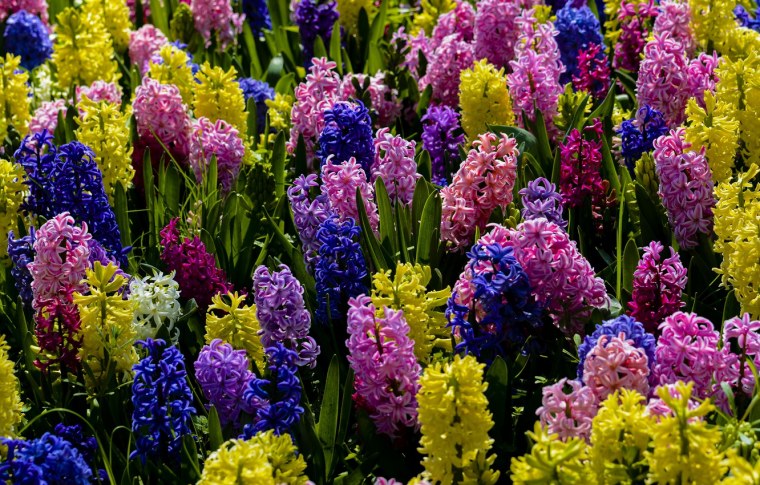 Гиацинты разноцветные