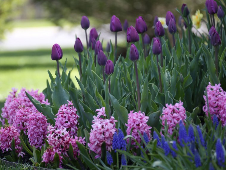 Мускари Крокус тюльпан гиацинт