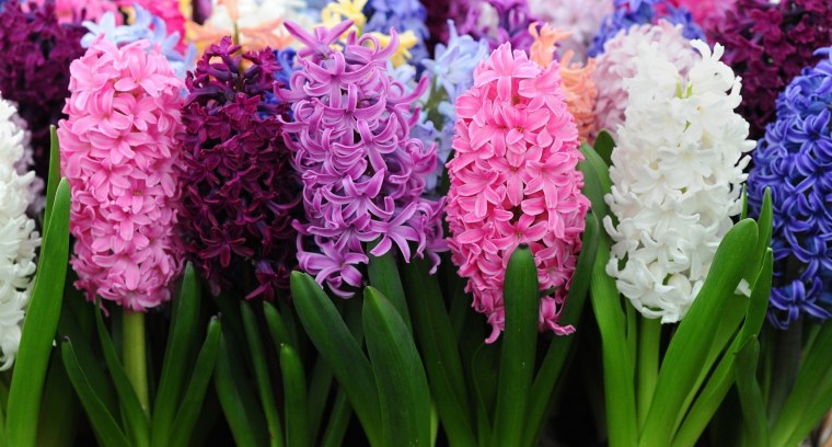 Гиацинт цветок