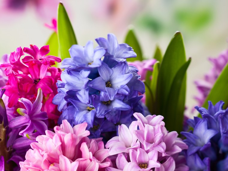 Гиацинт смесь