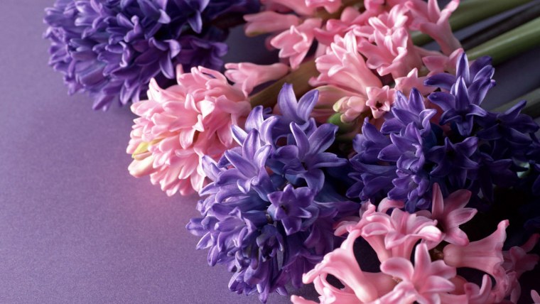 Гиацинт China Pink