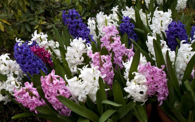 Мускари Крокус тюльпан гиацинт