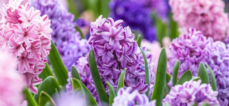 Весенние цветы луковичные гиацинт