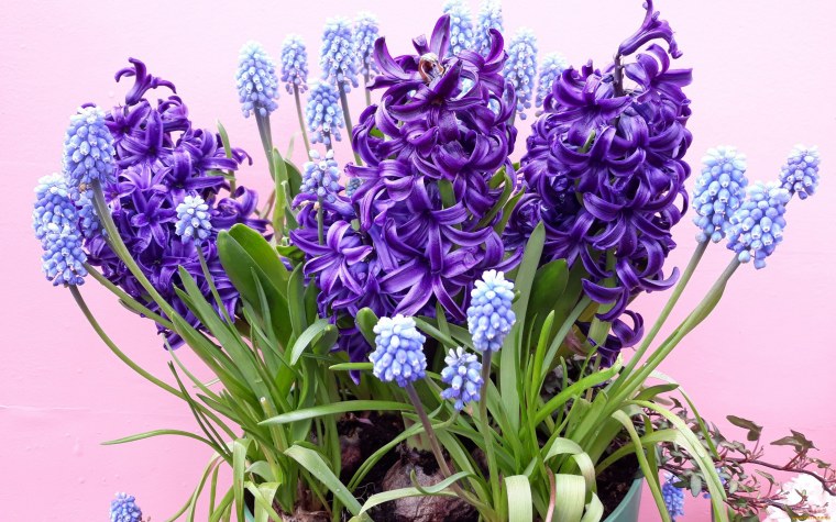 Фиолетовый гиацинт цветок