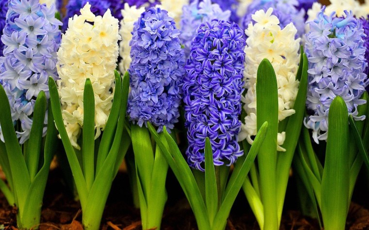 Гиацинт Минос