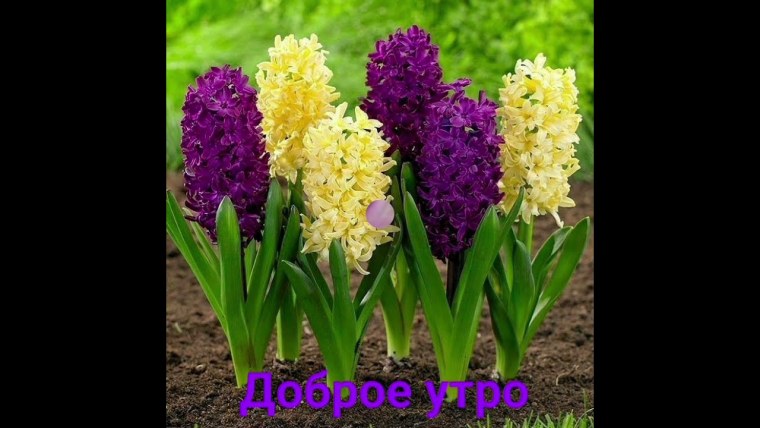 Гиацинт Атлантик