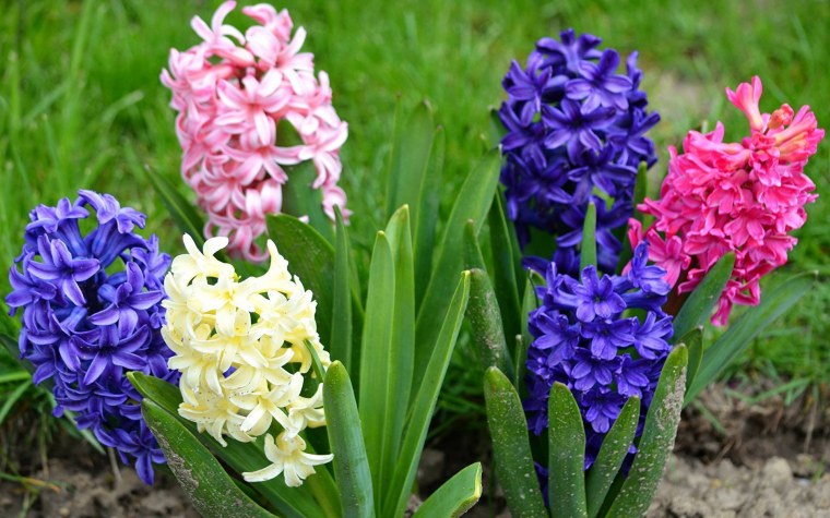 Гиацинт Остара