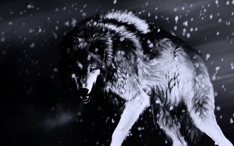 Волк обои