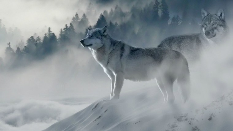 Обои на рабочий стол волки зимой