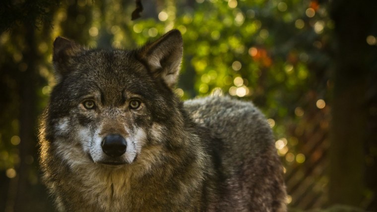Обои на рабочий стол волк