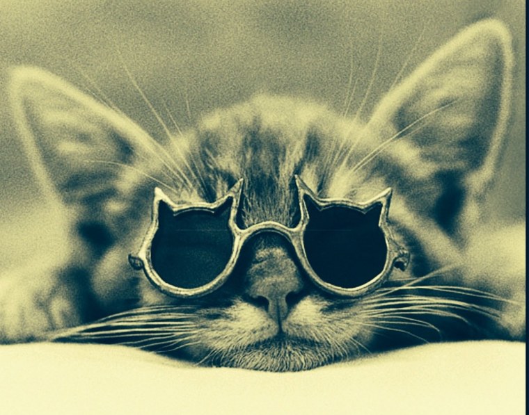 Кот в очках