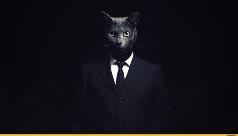 Кот в очках