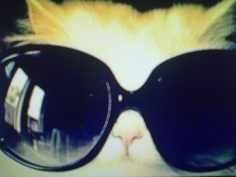 Кот в темных очках