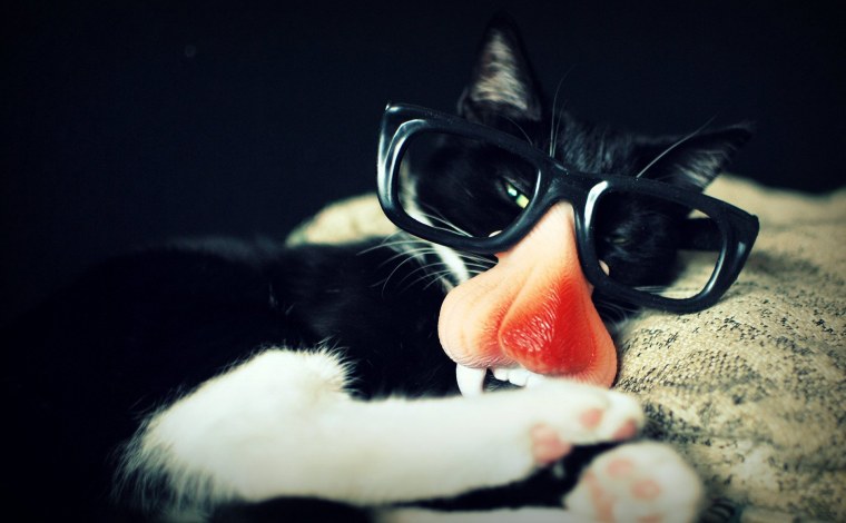 Кот в очках картинки