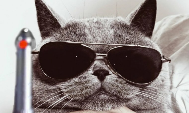 Серый кот в очках