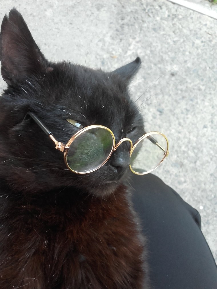 Черный котик в очках