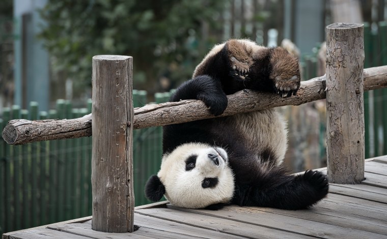 Картинки на рабочий стол животные