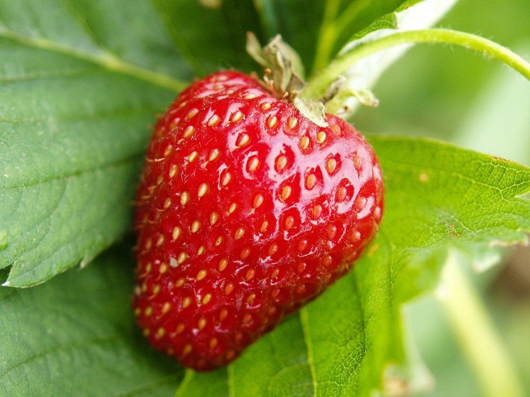 Клубника ягода