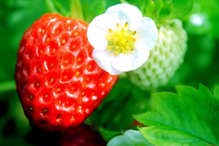 Клубника мультяшный
