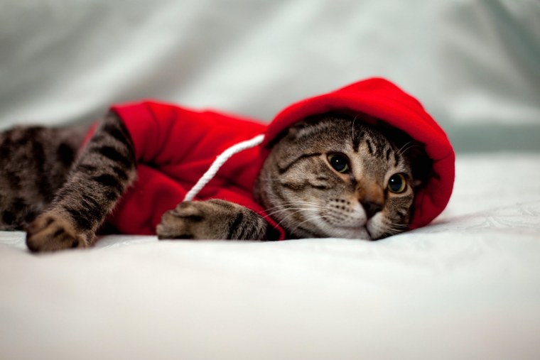 Кот в красной кофте