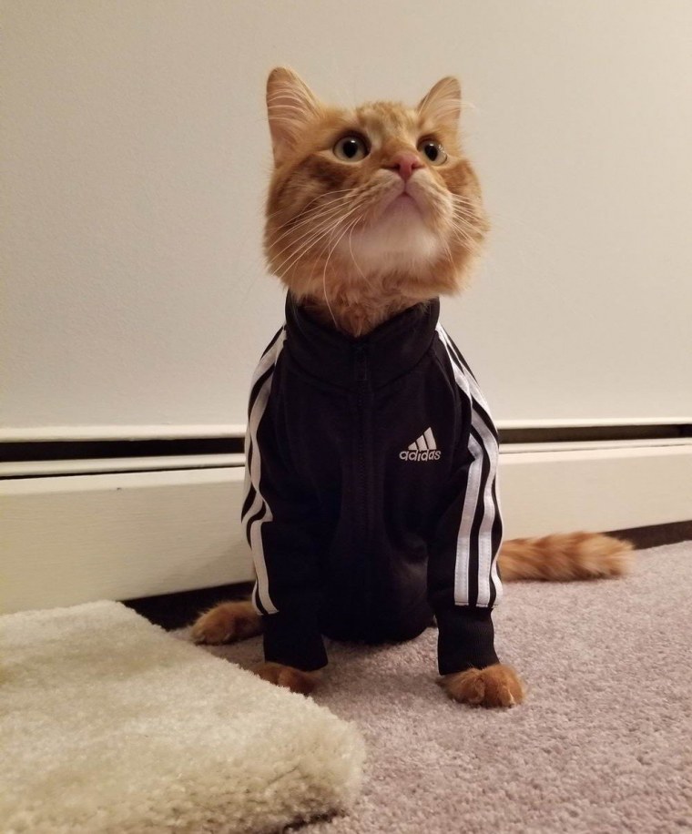 Кот в костюме