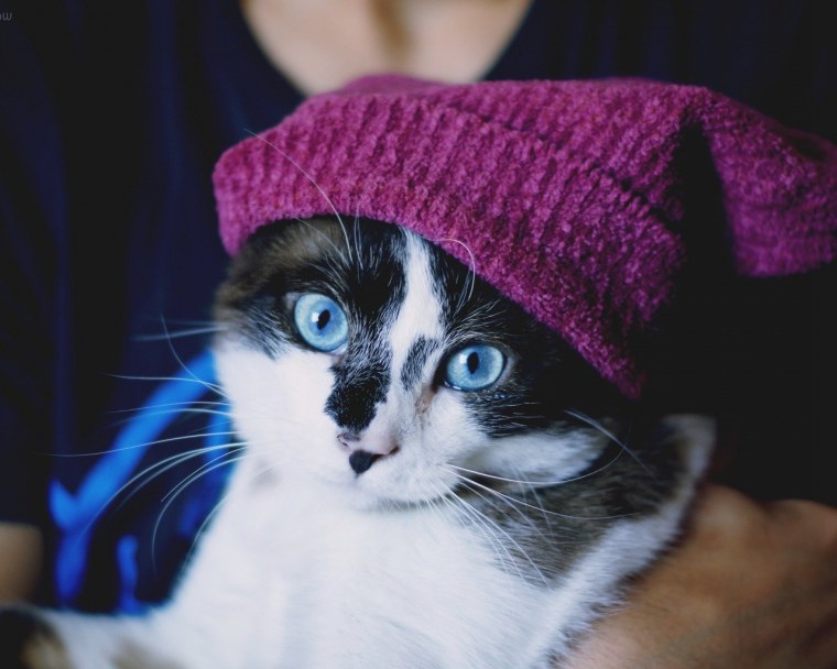 Кот в шапке