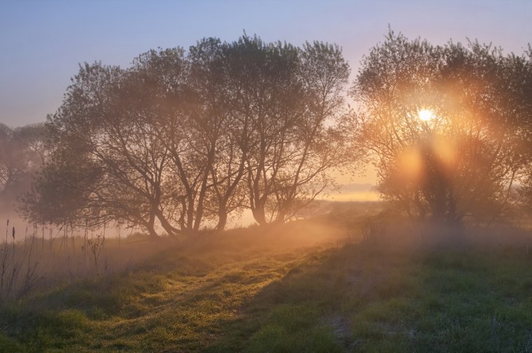 Тамми Танука сладкий туман