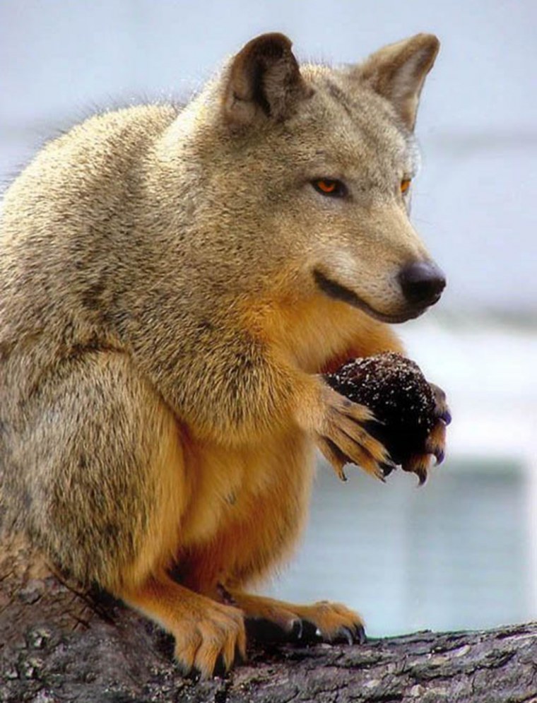 Белка и волк