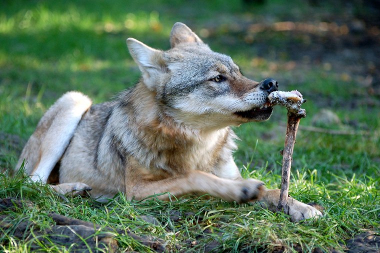 Смешной волк