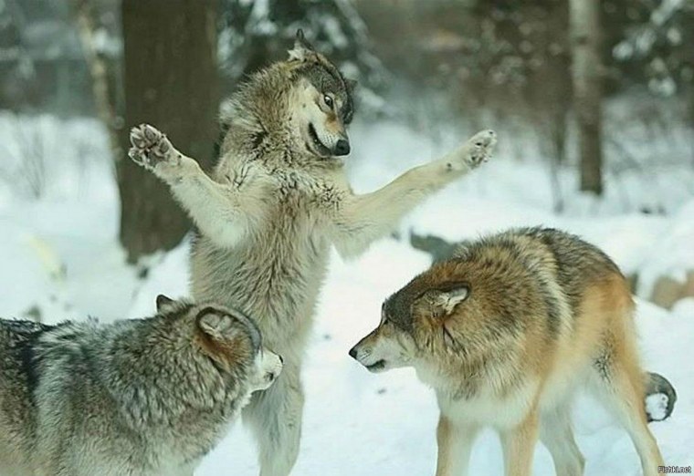 Два волка смеются