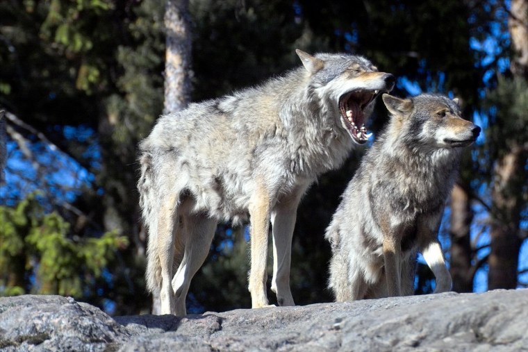 Дурной волк