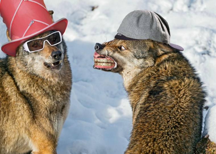 Ржачные волки