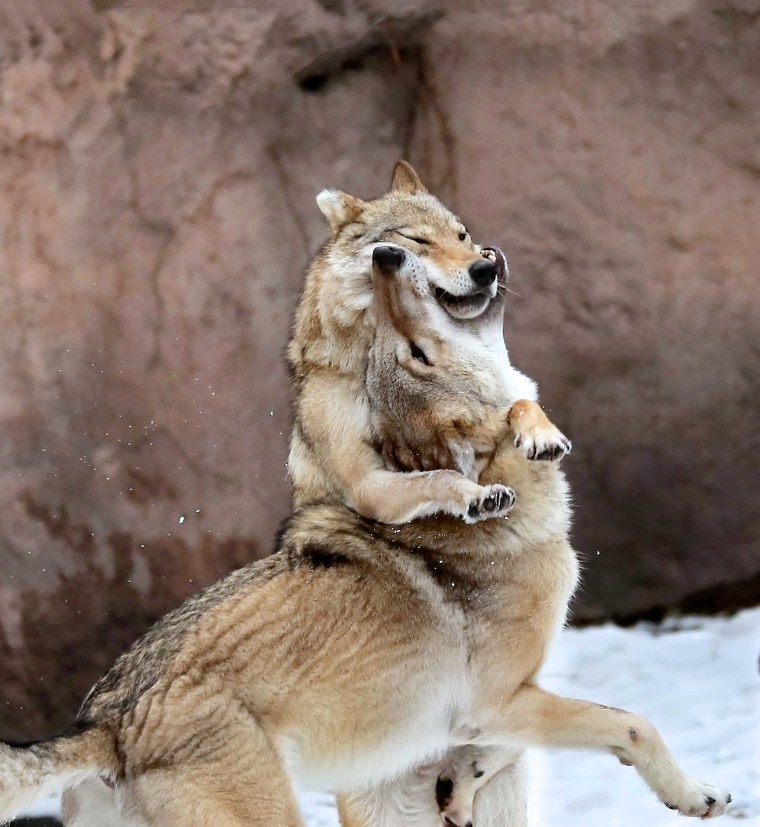 Волчица смешная