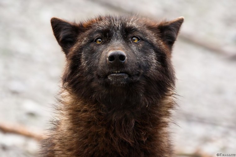 Удивленный волк