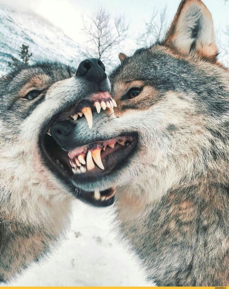 Волки кусаются