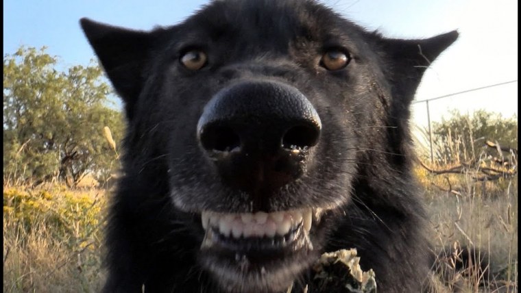 Черный волк смешной