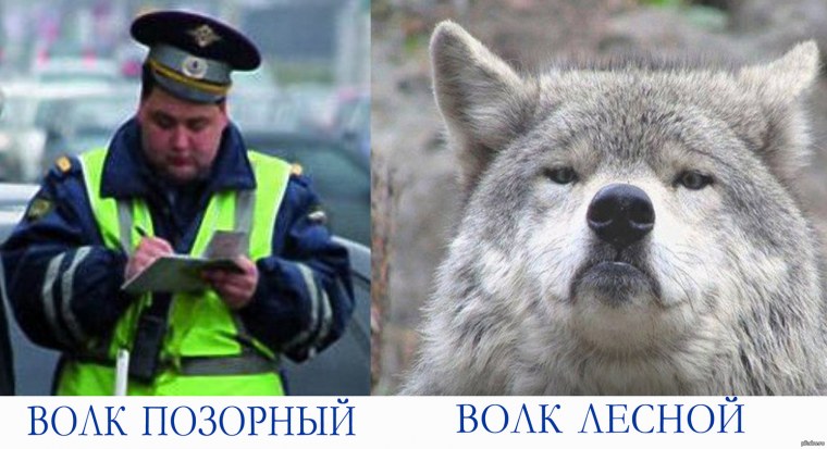 Волк прикол