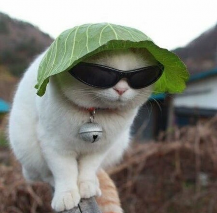 Кот в очках