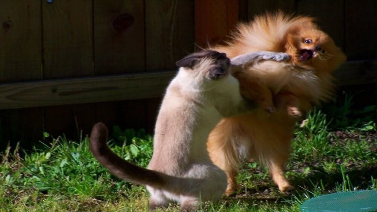 Кот обнимает собаку