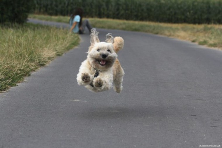 Забавные животные