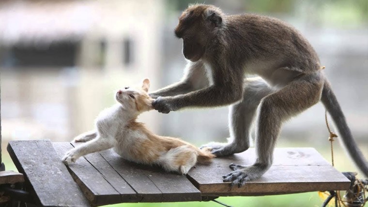 Необычные ситуации с животными