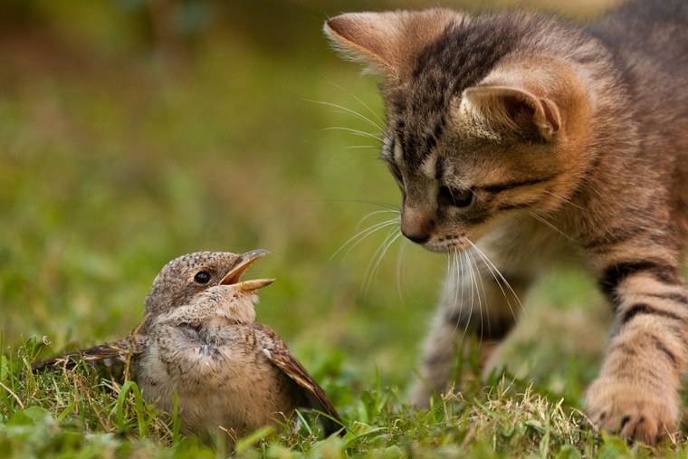 Котята дерутся