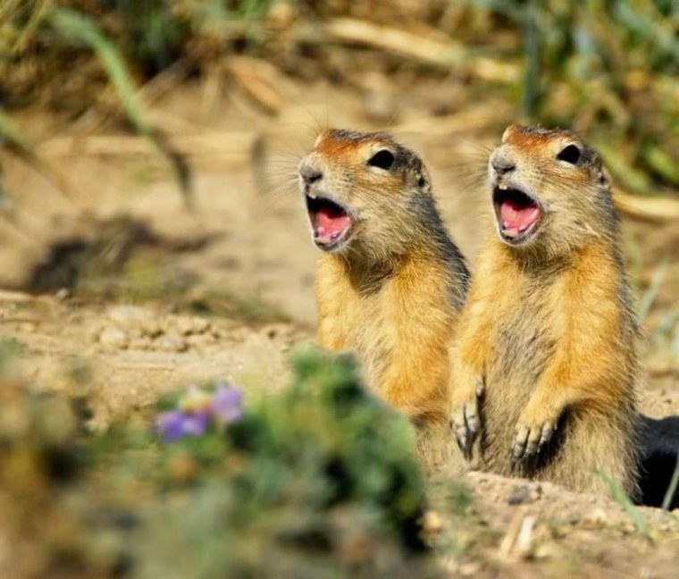 Вместе мы банда