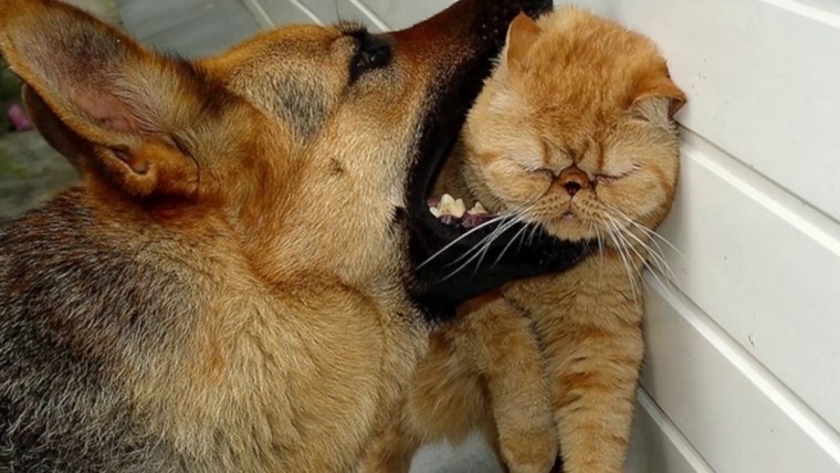 Доброе утро животные