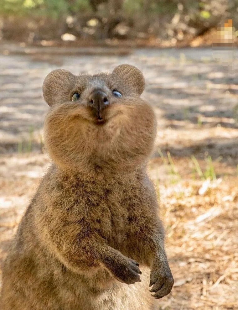 Позитивный хомяк