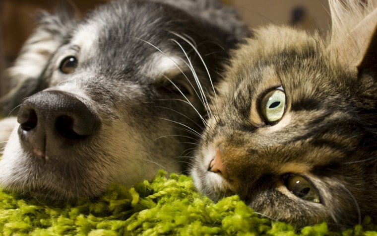 Кот выглядывает из-за угла