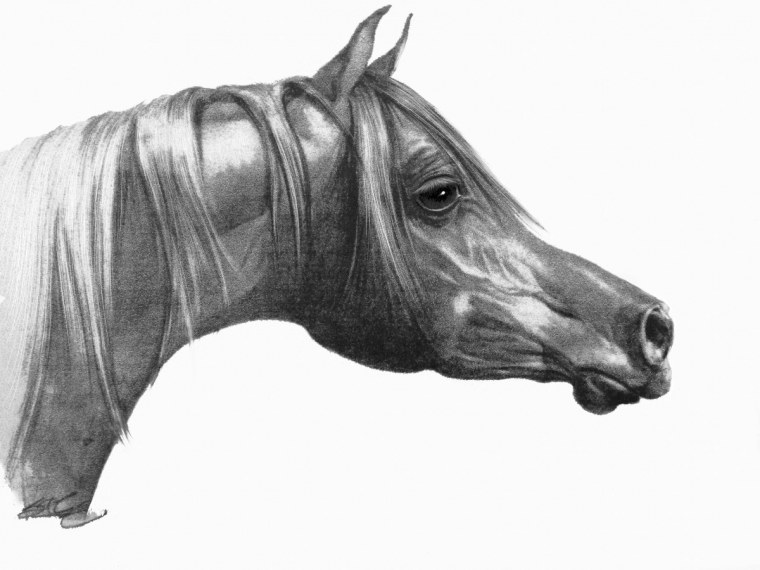 Голова арабской лошади сбоку