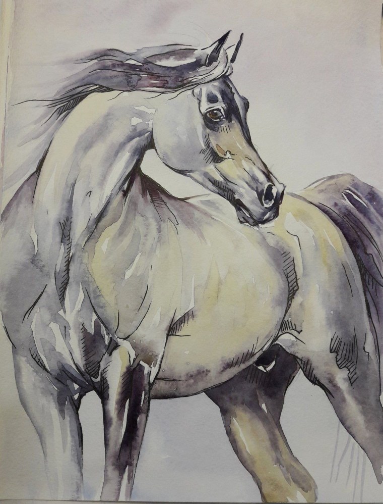 Скетчи арабской лошади